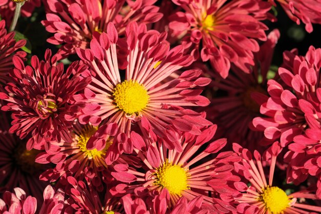 Le gros plan de chrysanthème décoratif variétal de jardin fleurit dans le jardin par une journée ensoleillée d'automne