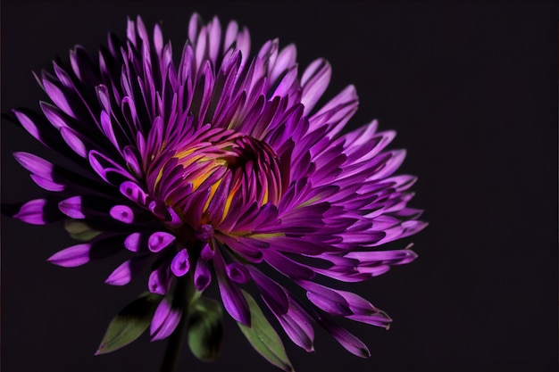 Photo gros plan d'un chrysanthème violet isolé en noir