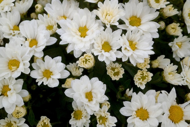 Gros plan sur les chrysanthèmes blancs