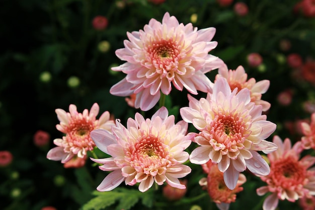 Un gros plan de chrysanthèmes roses en fleurs à l'extérieur