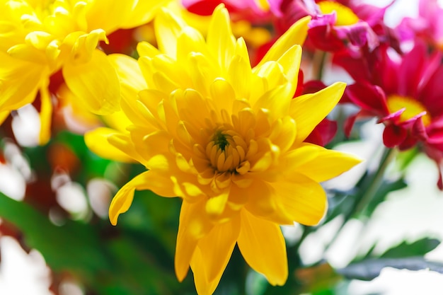 Gros plan, chrysanthèmes