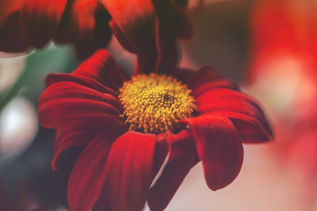 Gros plan, chrysanthèmes