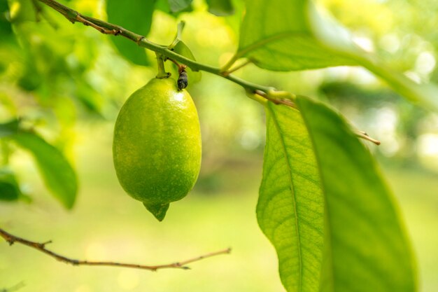 Gros plan de citron sur un arbre