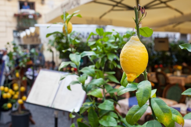 Gros plan d&#39;un citron devant un restaurant à Sorrente.