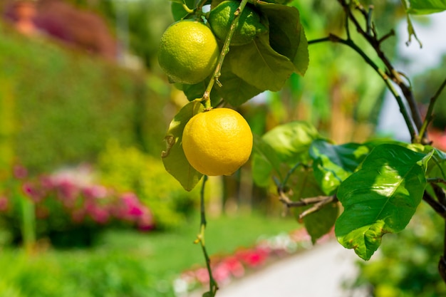 Gros plan, citrons, pendre, arbre, citronnier