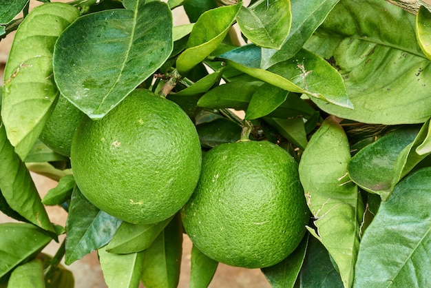 Gros plan de citrons verts poussant sur des arbres dans une pépinière ou dans une ferme en été Les agrumes aident le système immunitaire à rester en bonne santé et protègent contre les infections Citrons fournissant de la vitamine C sur un arbre feuillu