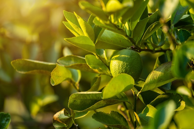 Gros plan de citrons verts poussent sur le citronnier