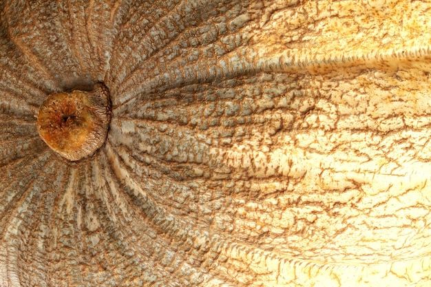 Gros plan de citrouille biologique colorée sur la foire agricole. Concept de temps d'automne de récolte. Jardin f