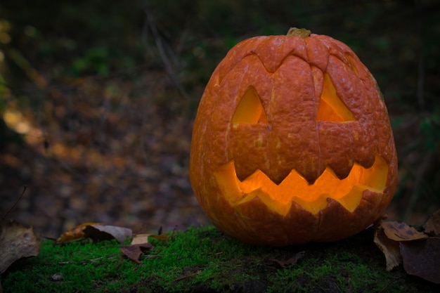 Gros plan d'une citrouille sinistre sur un vieil arbre dans la mousse