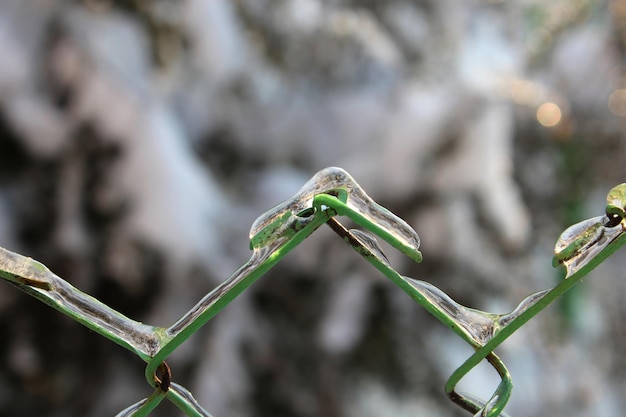 Gros plan sur une clôture verte en fil glacé sur fond flou