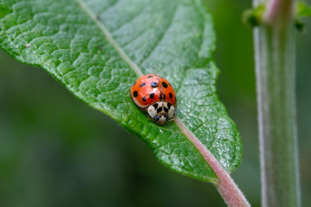 Gros plan d'une coccinelle assise sur une feuille