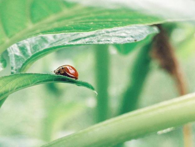 Photo un gros plan de la coccinelle sur une feuille.