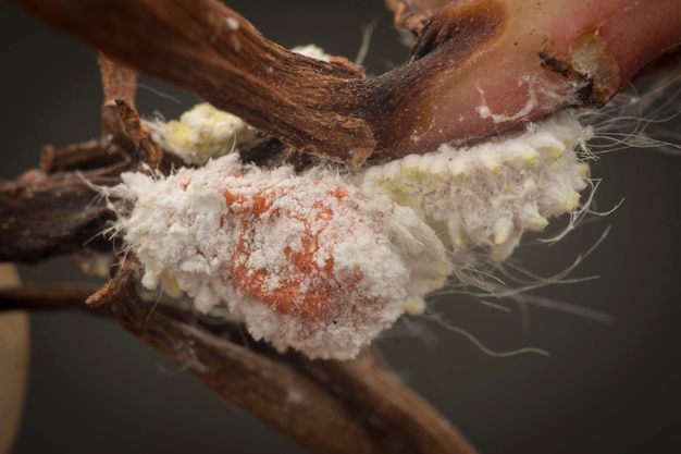 gros plan de la cochenille farineuse floue et cireuse blanche pseudococcidae