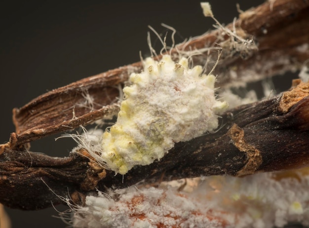 gros plan de la cochenille farineuse floue et cireuse blanche pseudococcidae