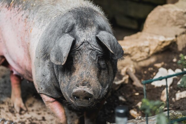 Photo un gros plan d'un cochon.