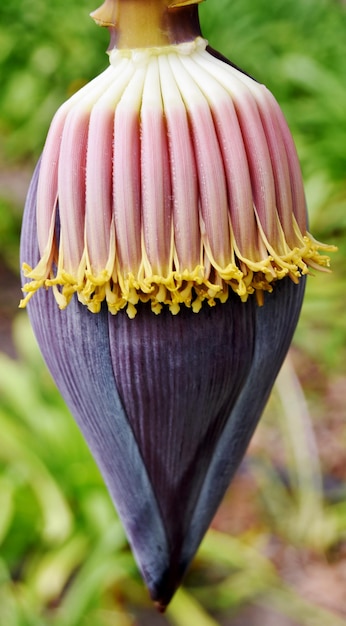 gros plan d'un coeur de banane exotique