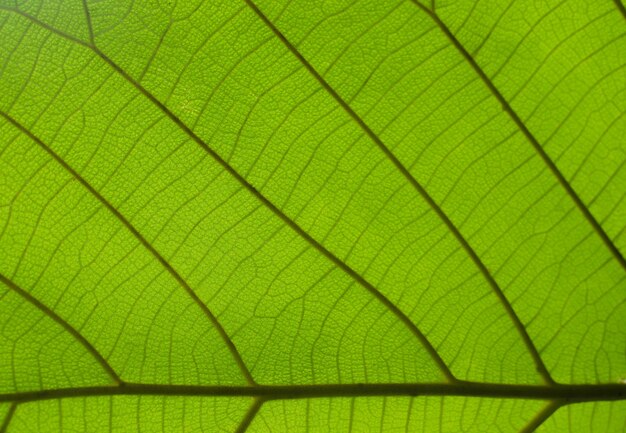 Photo gros plan coin feuille motif fond vintage feuilles vertes nature sélectionnez une mise au point spécifique