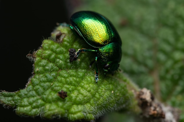 Gros plan d'un coléoptère tanaisie sur une feuille