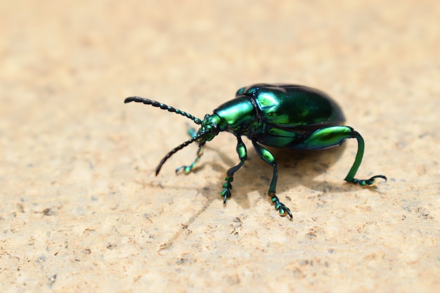 Gros plan d'un coléoptère vert métallique sur une surface en marbre