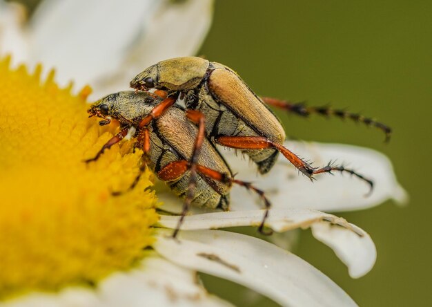 Un gros plan des coléoptères de la rose Cetonia aurata en train de s'accoupler sur une marguerite au printemps