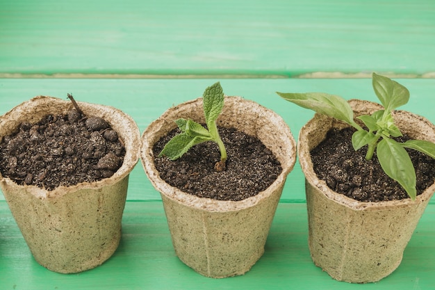 Gros plan de la collection de plantes succulentes sur table en bois