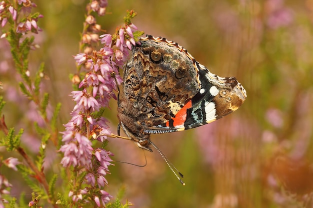 Gros plan coloré sur la Vanessa atalanta buterfly buvant du nectar de chauffage, Calluna vulgaris - Atalanta