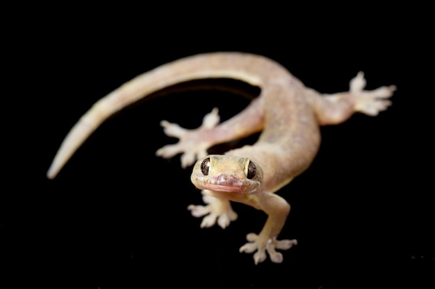 Gros plan, commun, maison, gecko