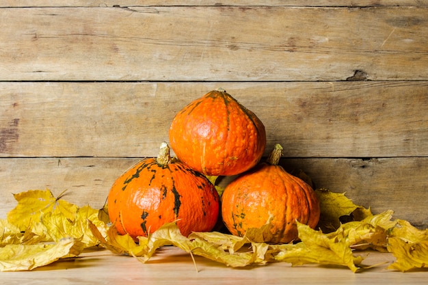 Gros plan sur le concept de récolte de belles citrouilles mûres