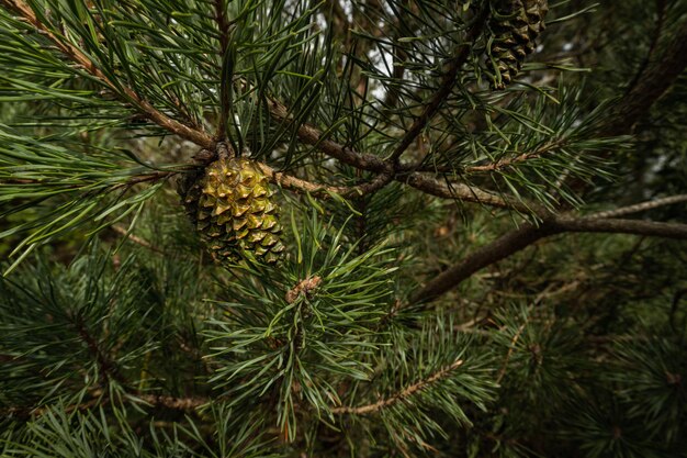 Gros plan sur le cône yang entouré de longues aiguilles de pin noir