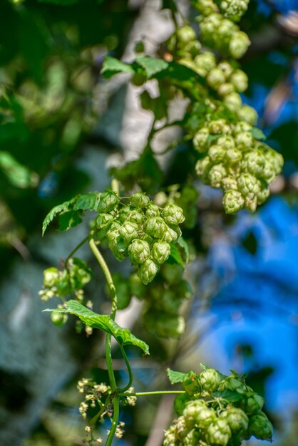 Gros plan sur les cônes de houblon Plante agricole utilisée dans l'industrie brassicole