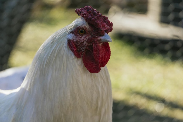 Gros plan d'un coq blanc dans un champ sous la lumière du soleil dans la nature