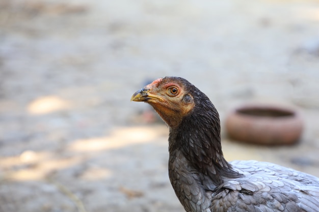 Gros plan le coq de combat dans une ferme en Thaïlande