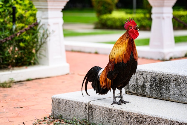 Photo un gros plan d'un coq