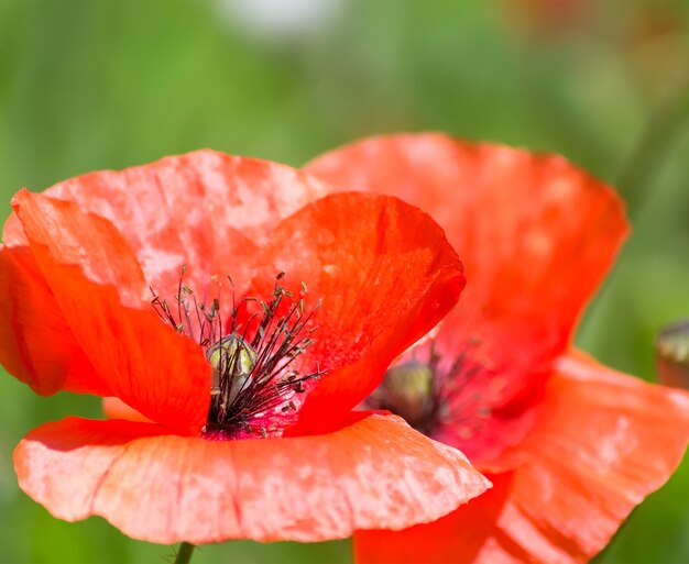 Gros plan d'un coquelicot