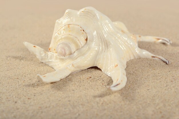 Gros plan de coquillage sur un fond de sable