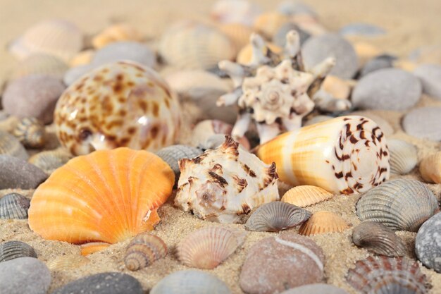 Gros plan de coquillages et de cailloux comme texture de fond