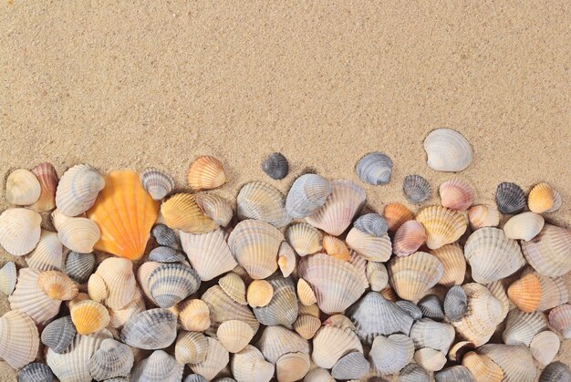 Gros plan de coquillages sur un fond de sable