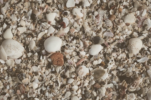 Gros plan des coquillages sur la plage de sable journée d'été Collection de motifs de fond abstrait océan