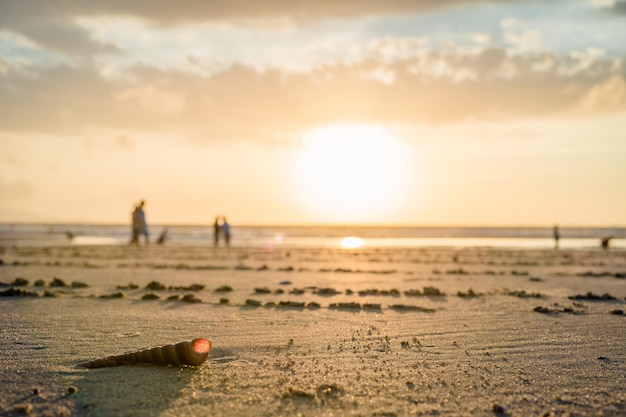 Gros plan de coquillages sur la plage tropicale Coquillages à la plage avec coucher de soleil et passants