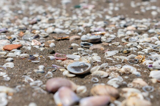 Photo gros plan de coquillages sur la plage