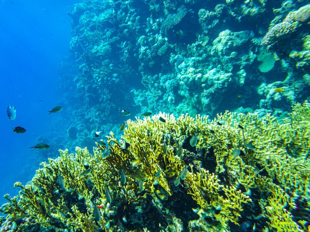 Gros plan de coraux de la mer rouge sharm el sheikh