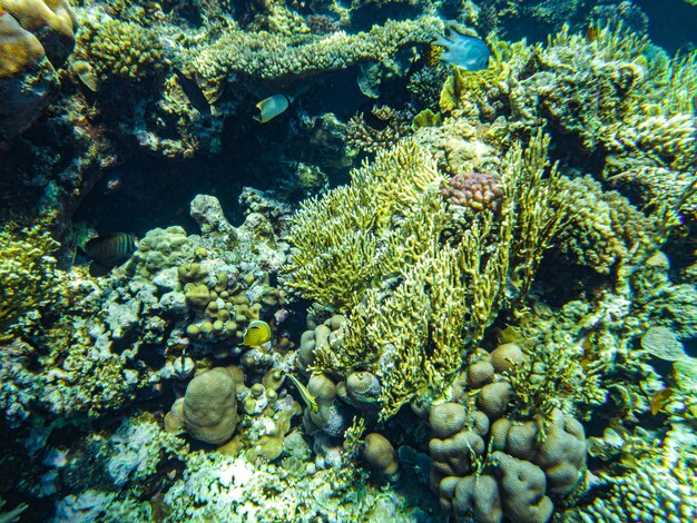 Gros plan de coraux de la mer rouge sharm el sheikh