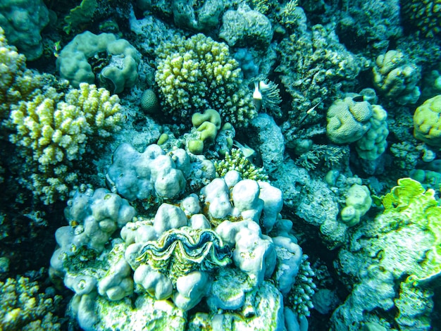 Gros plan de coraux de la mer rouge sharm el sheikh
