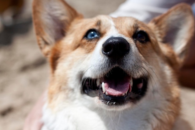 Un gros plan d'un corgi qui regarde vers le haut