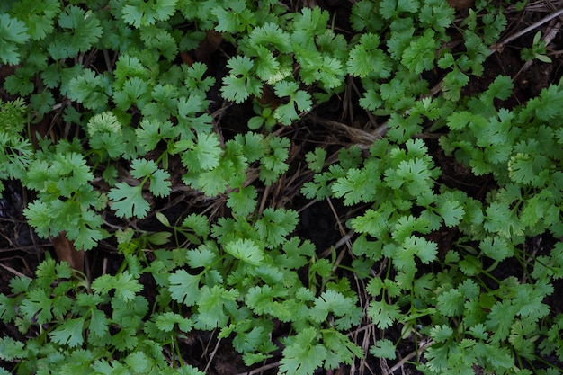 Gros plan Coriandre, coriandre feuilles jardin.