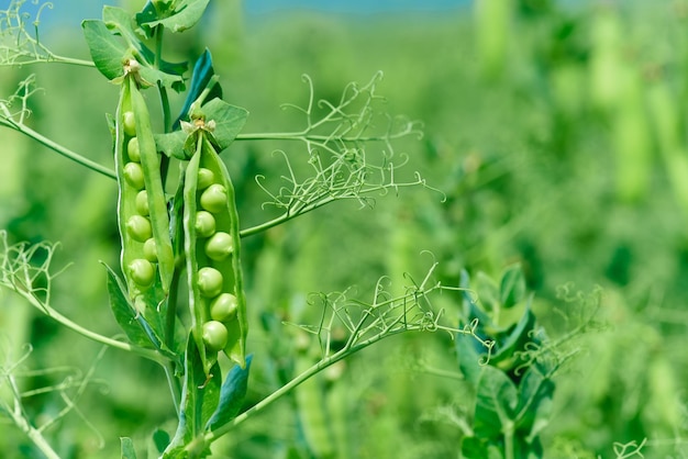 Photo un gros plan d'une cosse de pois avec le mot pois dessus