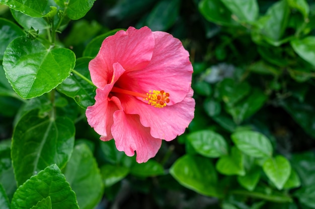 Gros plan de couleur rose entièrement fleurie hibiscus rosa sinensis ou fleur de rose chinoise dans le jardin avec espace de copie