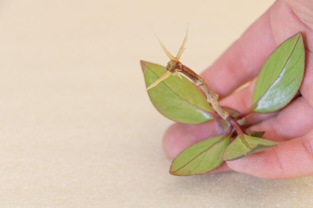 Gros plan d'une coupe de plante Nematanthus avec de bonnes racines dans la main d'un jardinier