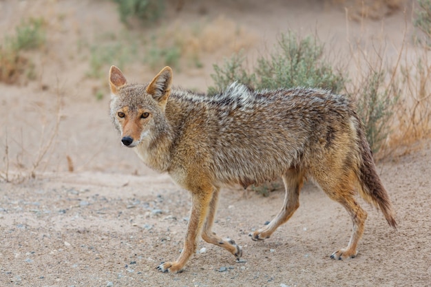 Gros plan de coyote dans le désert