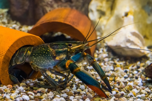 Photo un gros plan d'un crabe sur des cailloux